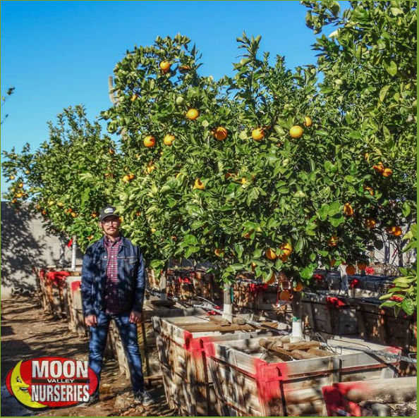 Growing Arizona Sweet and Navel Oranges